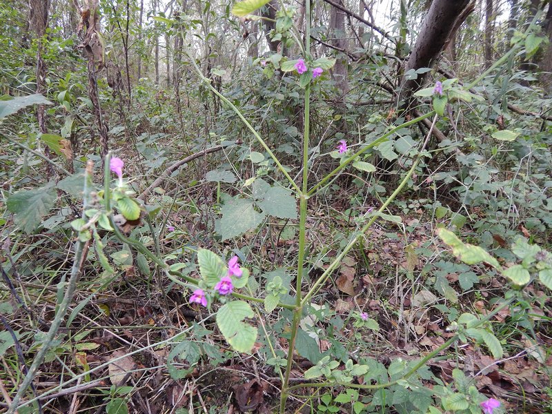 Galeopsis bifida